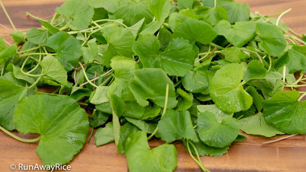 Pennywort Juice (Nuoc Rau Ma) - This Herb is Perfect for Juicing | recipe from runawayrice.com
