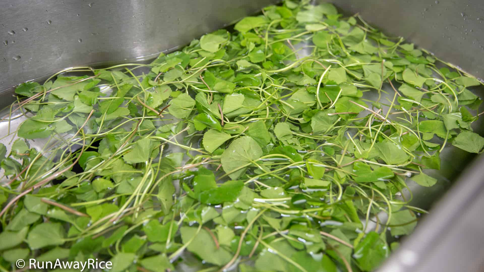 thumbnail interactive-video image 1 of Gotu Kola / Pennywort Plant - Bare Root (Rau Má Lá Nhỏ) - Up To 50 Plants Available, Herb Seeds Option 1 of 6