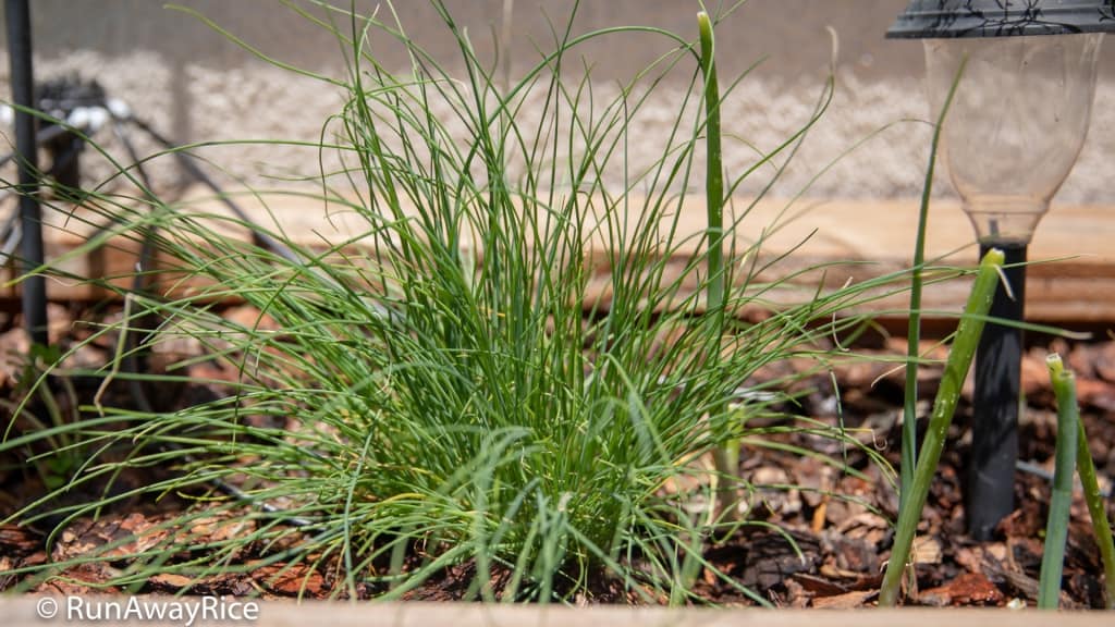 My Gardening Adventures - Chives and Spring Onions | runawayrice.com