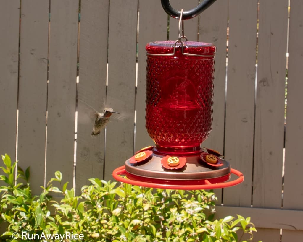 My Gardening Adventures - How to Attract Hummingbirds | runawayrice.com