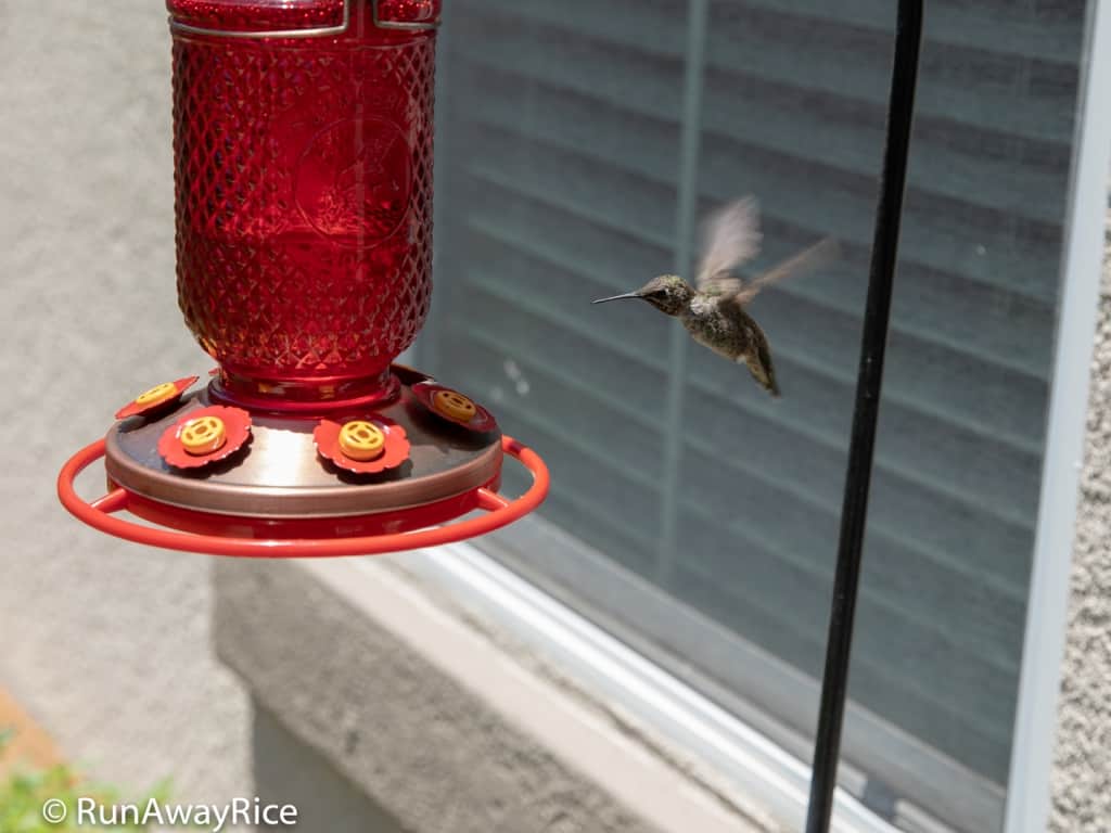 My Gardening Adventures - Hungry Hummingbirds love this homemade nectar! | runawayrice.com