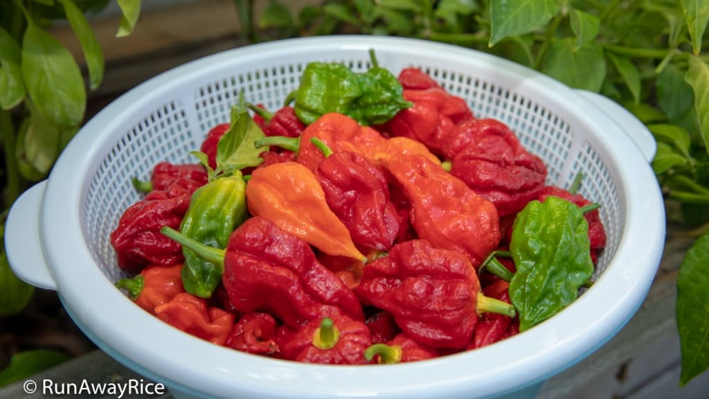 Ghost Pepper / Bhut Jolokia - Dare To Try This Insanely Hot Pepper? | runawayrice.com