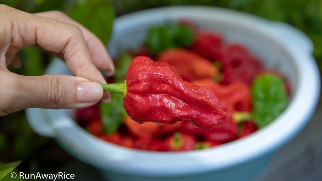 Ghost Pepper / Bhut Jolokia - Dare To Eat This Wickedly Hot Pepper? | runawayrice.com