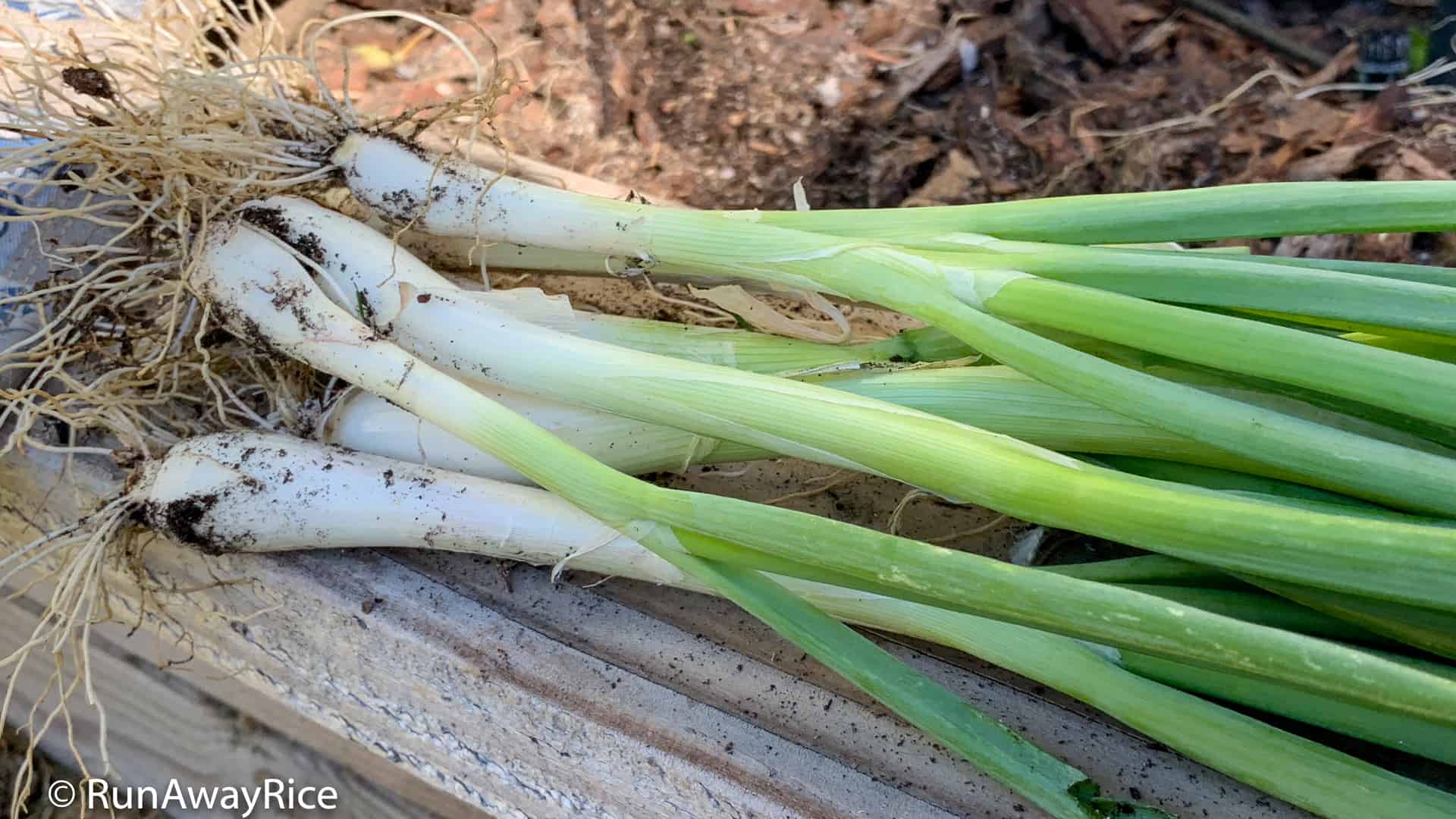 http://runawayrice.com/wp-content/uploads/2018/10/How-To-Freeze-Green-Onions-From-the-Garden.jpg