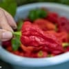 Ghost Pepper / Bhut Jolokia - Dare To Try This Wickedly Hot Pepper? | runawayrice.com