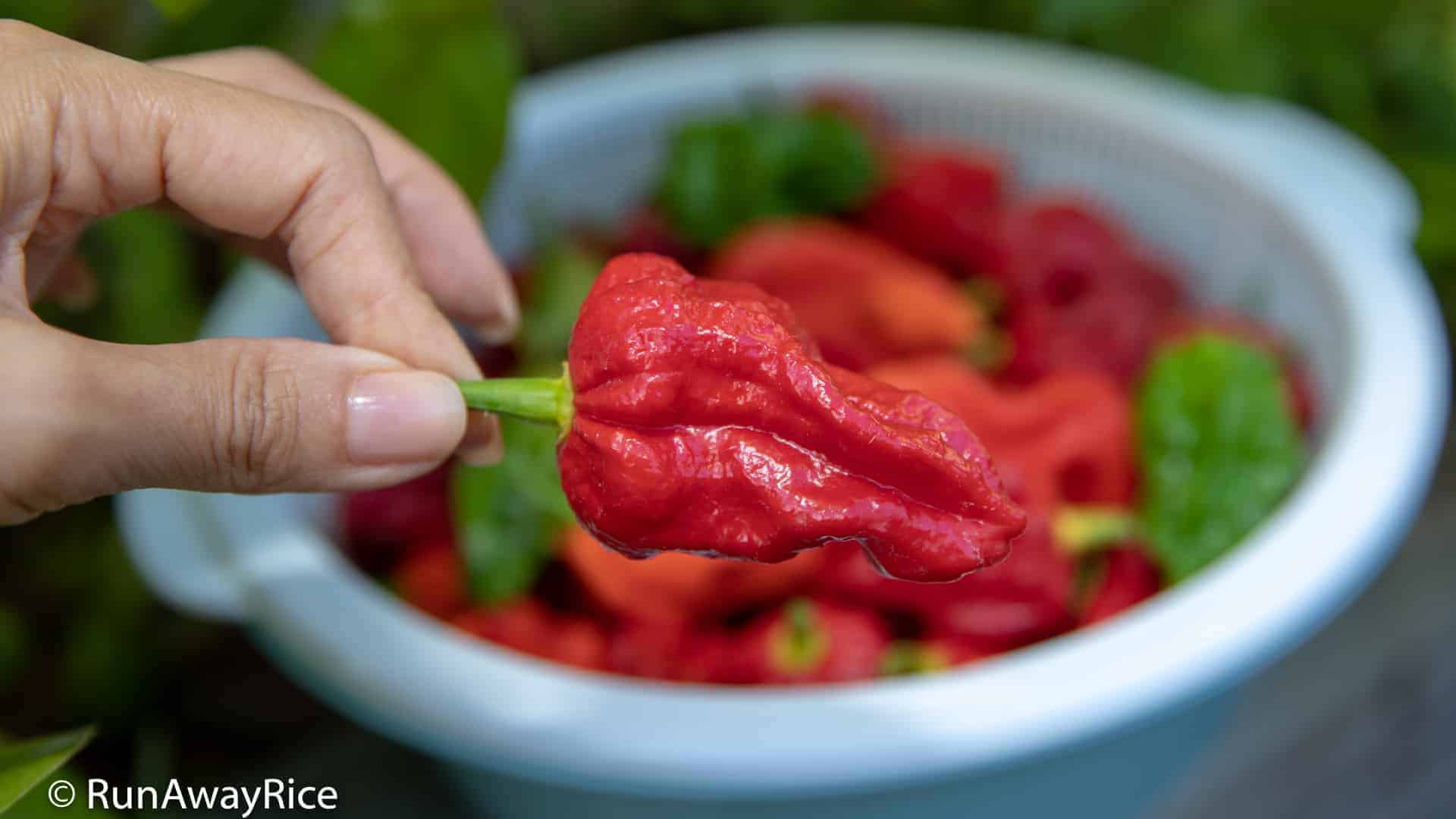 Ghost Pepper / Bhut Jolokia - Dare To Try This Wickedly Hot Pepper? | runawayrice.com