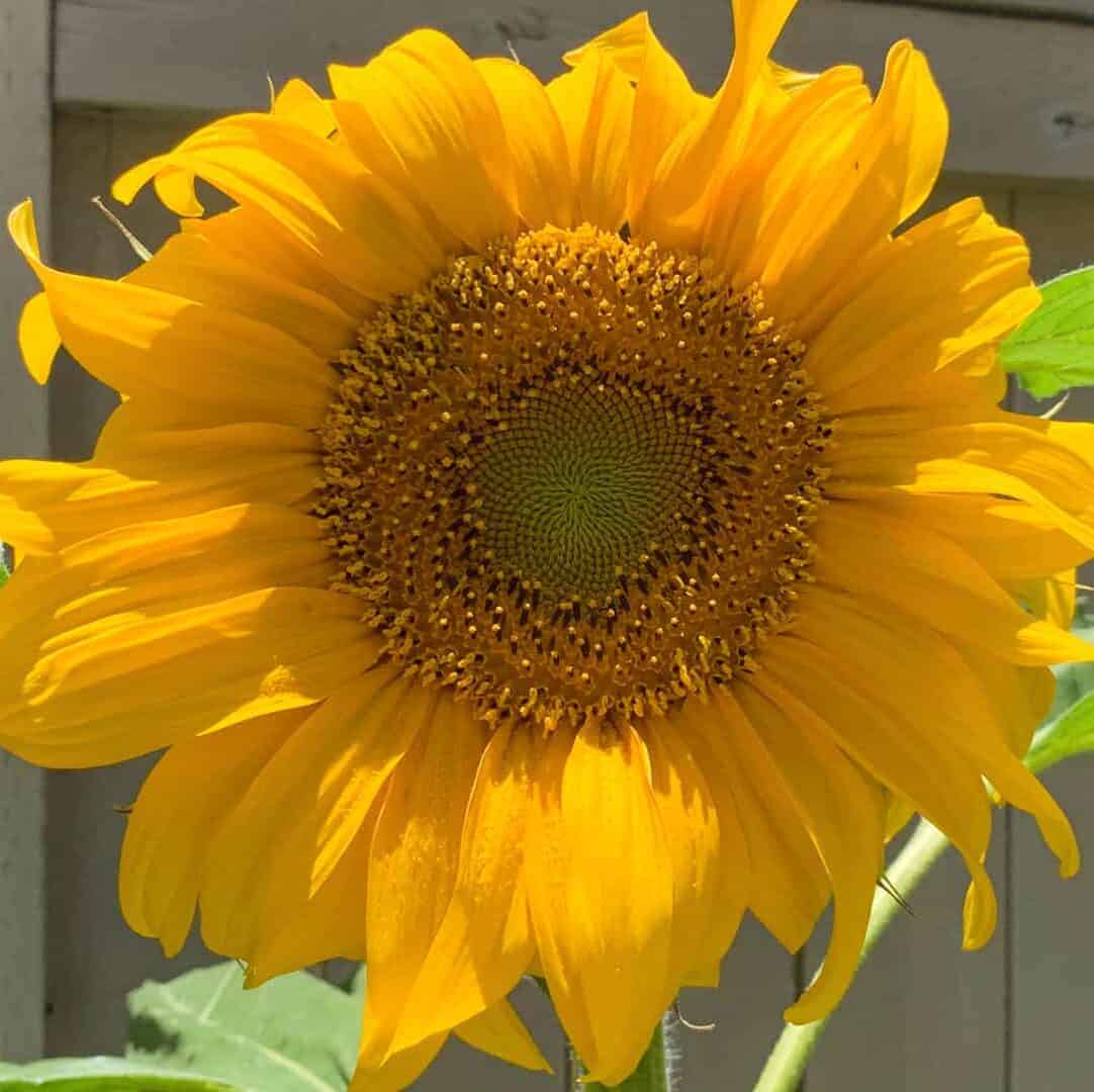 My Gardening Adventures - Summer 2019 | runawayrice.com