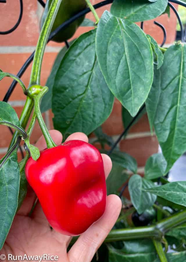 Homegrown Rocoto Pepper / Red Apple Pepper on the vine. Beautifully ripe and deliciously spicy, they are ready to be picked from the vine.